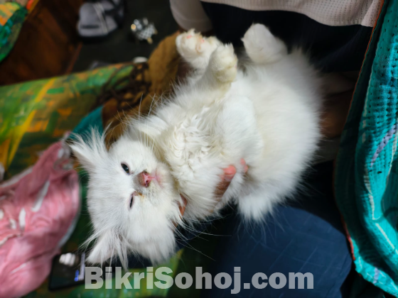 পারসিয়ান বিড়াল